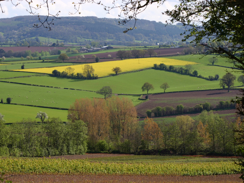 Herefordshire Countryside